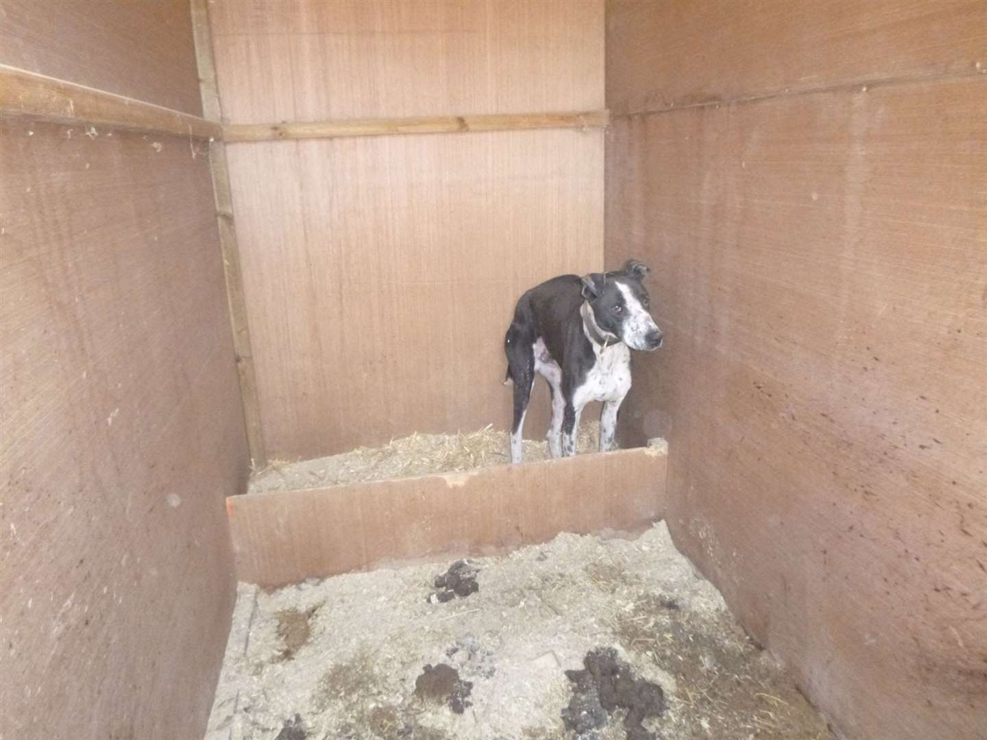 Bull lurcher Max had facial scarring