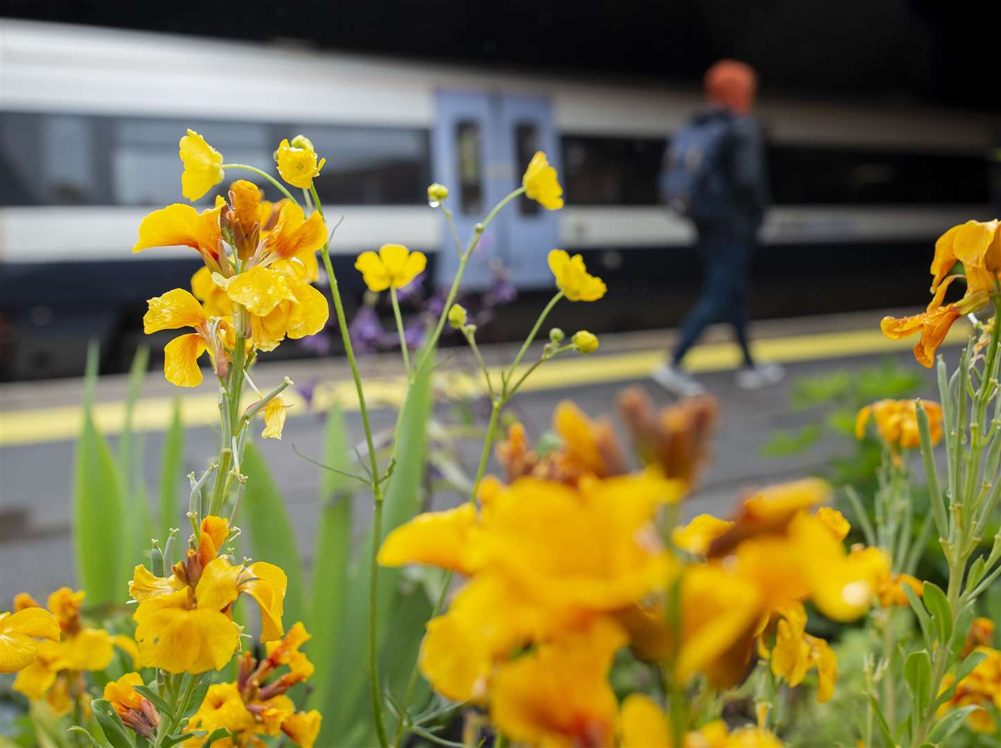 Southeastern Railway Station Gardens, Tunbridge Wells