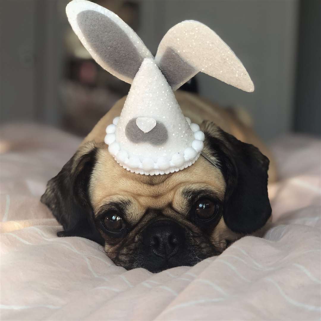 Elsa the Pug Picture: @elsathepuggo (47853028)