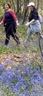 Last year's Bluebell Walkb