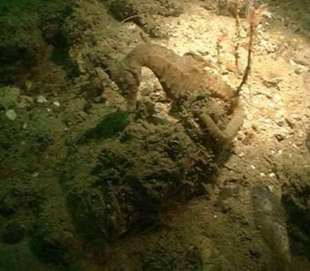 The short-snouted seahorse found off Dover Harbour, as videoed by diver Brian Stockwell