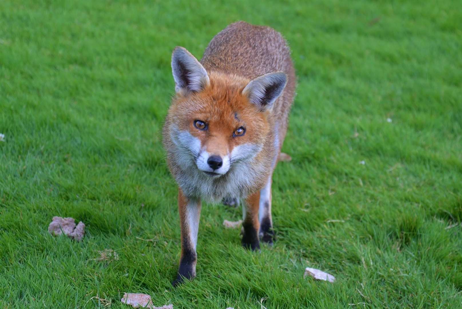 The fox got caught early yesterday afternoon. Stock photo (10082994)