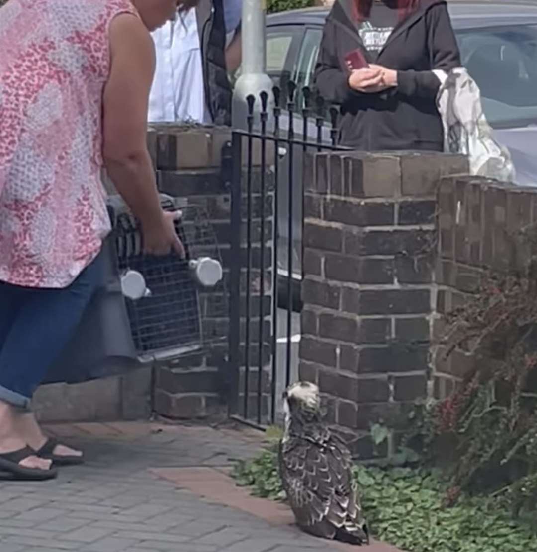 Up to 10 onlookers helped rescue the osprey from a property in St Patrick's Road, Deal on Wednesday. Picture: Kelly Allaway