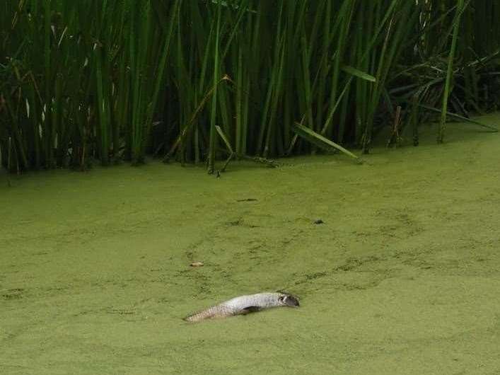 Desilting work was carried out in January but dead fish continued to appear during the summer months. Picture: Andy Duncan