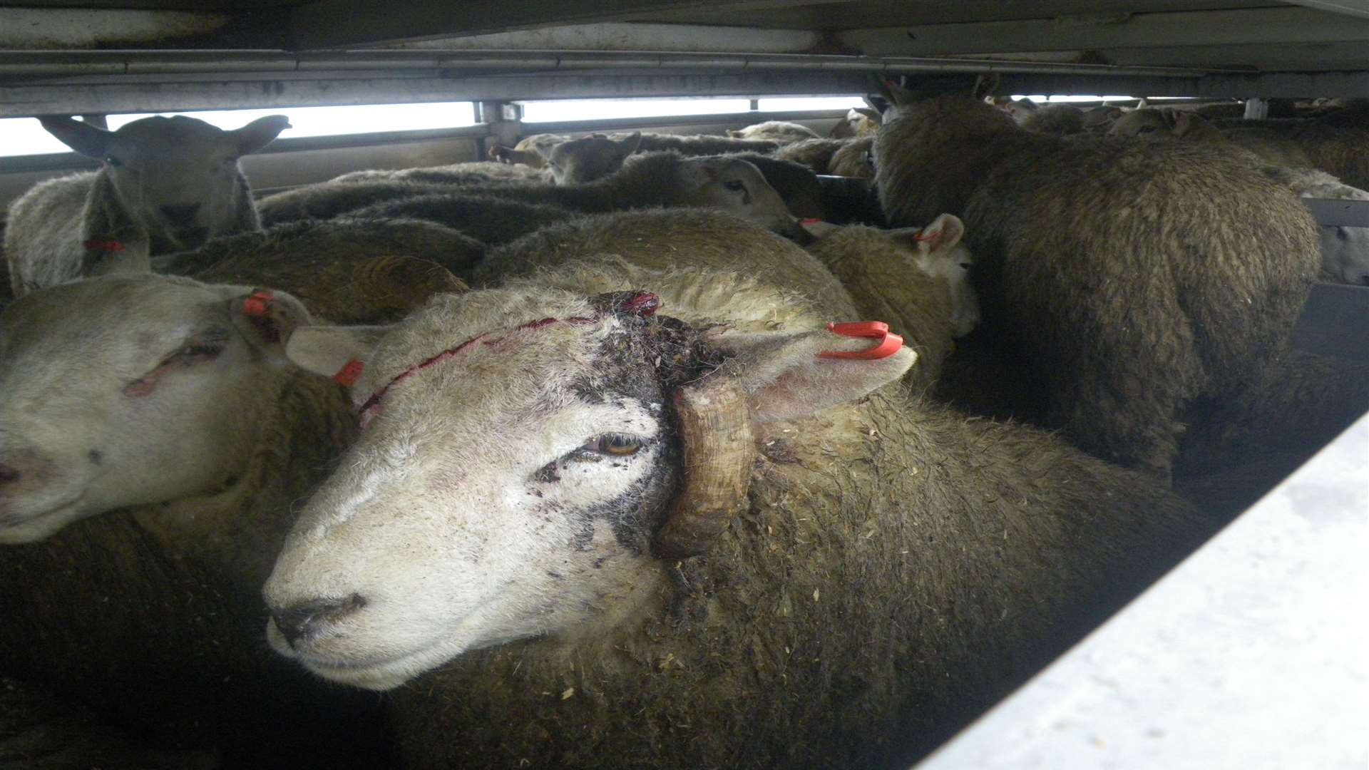 Sheep ready for export via the port of Dover