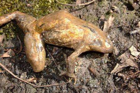 One of the dead frogs discovered by wildlife enthusiast Matt Lacey at Singleton Lakes