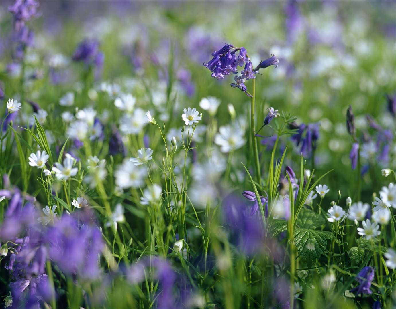 Bluebells springing up in Kent