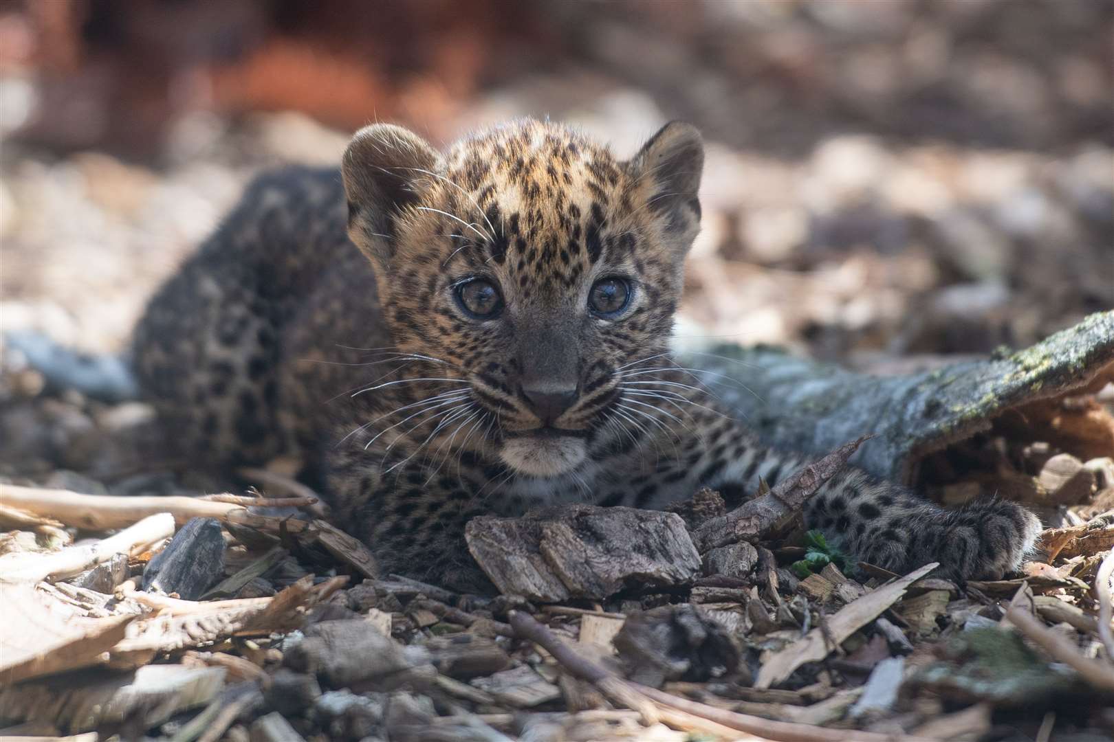 One of the eight-week-old Sri Lankan leopards in their enclosure at Banham Zoo, Norfolk (Joe Giddens/PA)