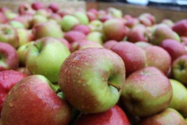 Enjoy the taste of Kentish apples