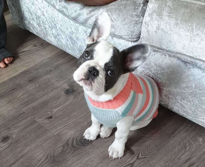 Winnie the French Bulldog went missing from a house in Longley Road, Rainham. Picture: Henry Griggs