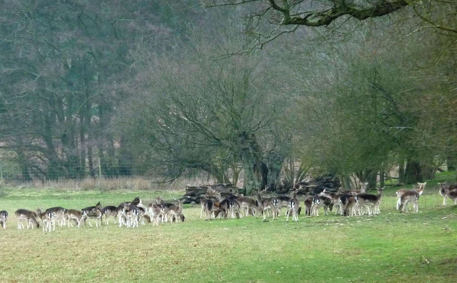 Hatch Park is teeming with deer... now wild boar have joined the list of animals that can be spotted at the park