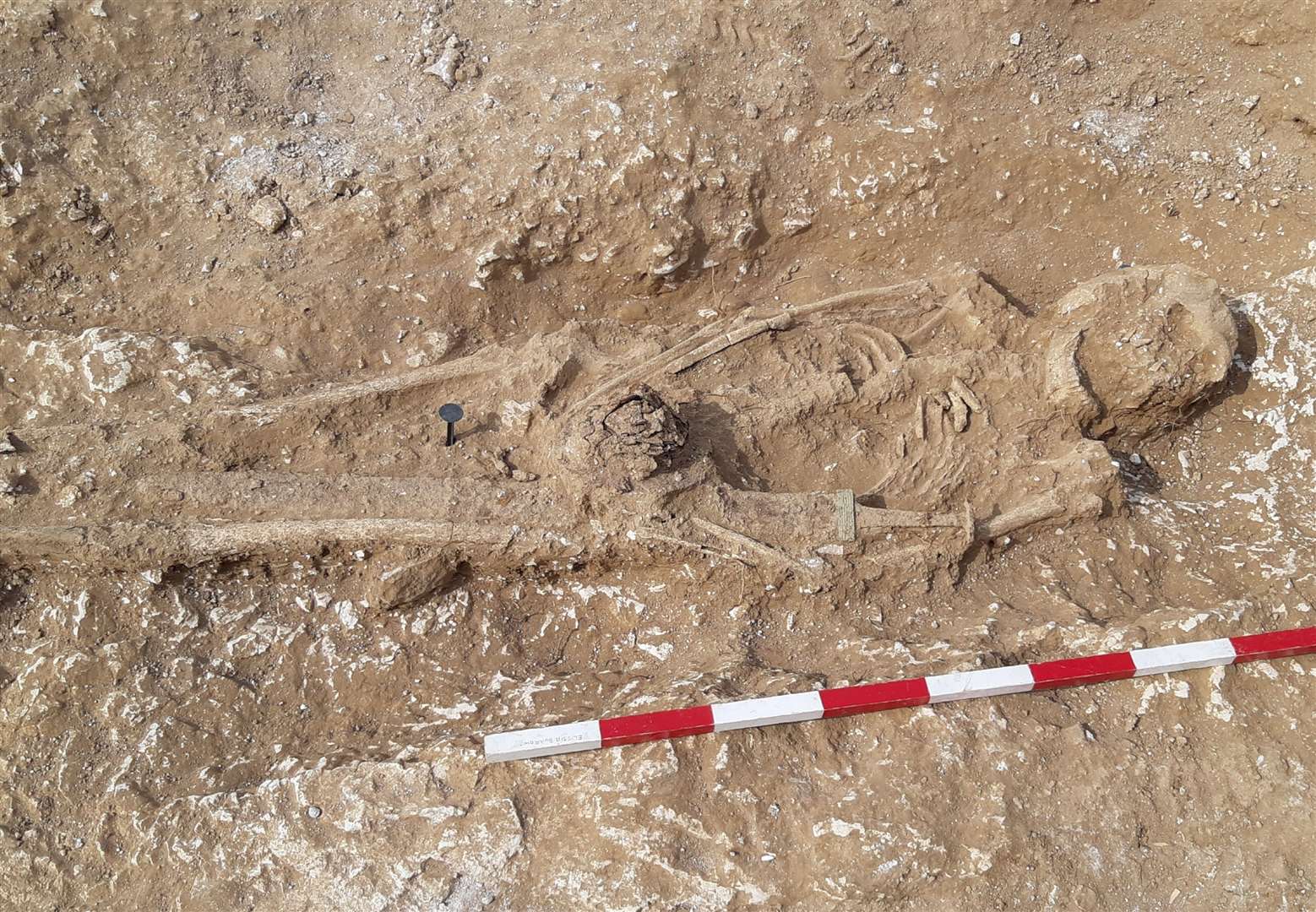 The skeleton of a Jutish nobleman with a measuring stick placed next to it. Picture: Sam Lennon