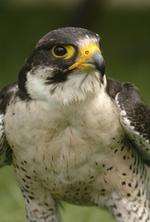 Peregrine falcon