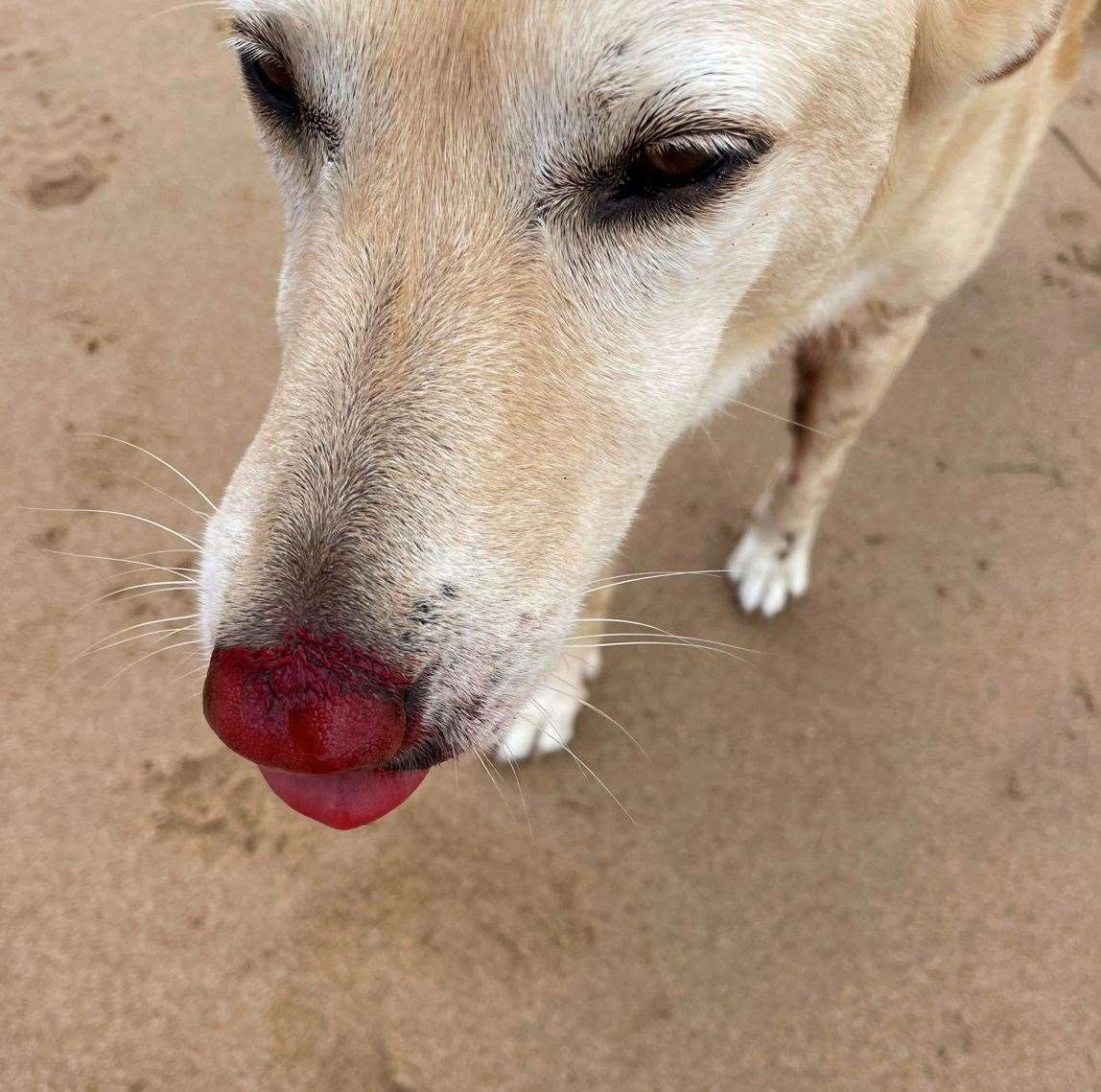 The Labrador Cross was taken to see the vet after cutting her nose. Picture: Caroline King