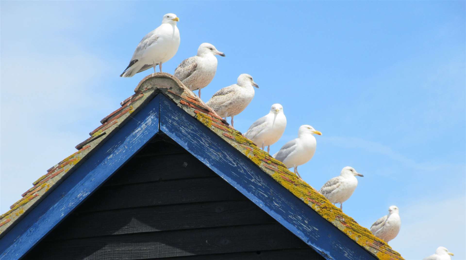 Seagulls love to feast on flying ants