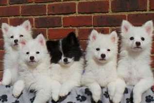 Dogs Trust Canterbury rescued a litter of puppies smuggled into the UK in the back of a van