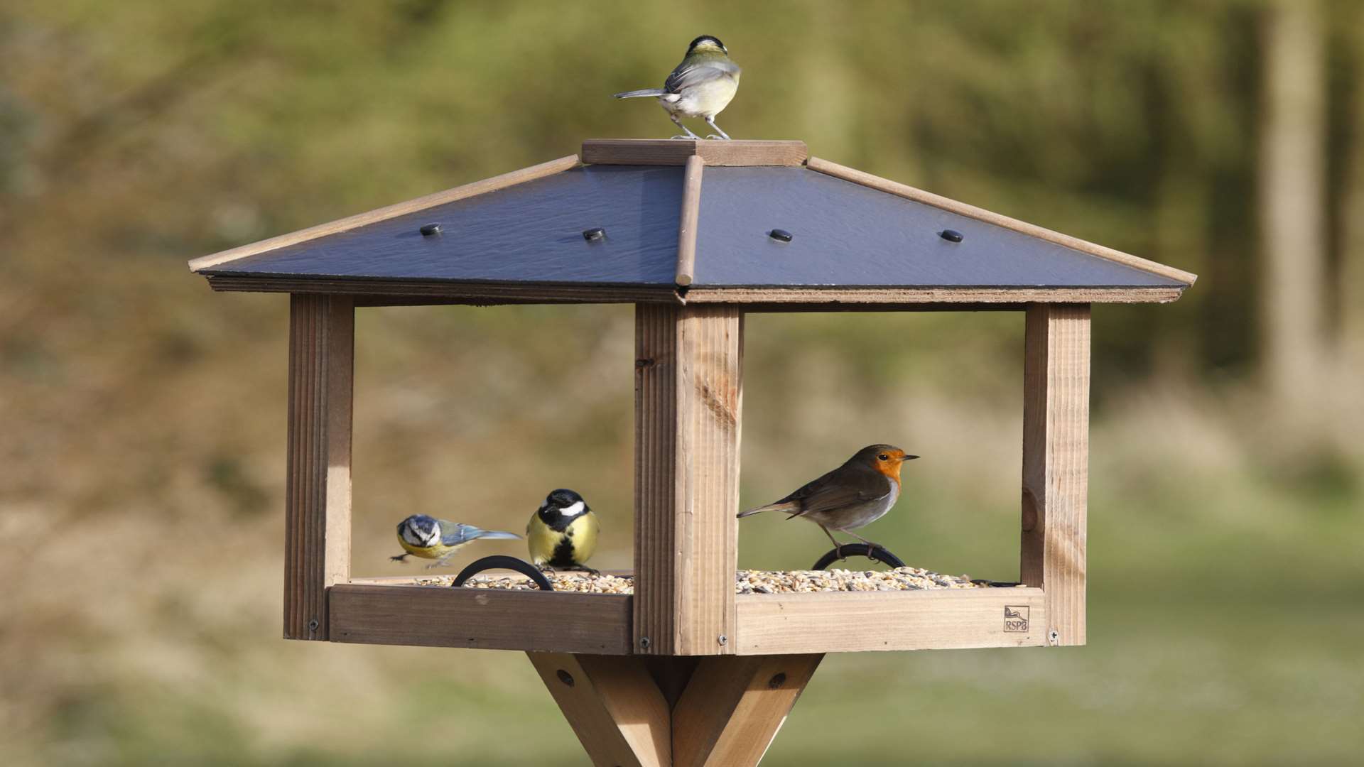 The Big Garden Birdwatch is the world's largest wildife survey