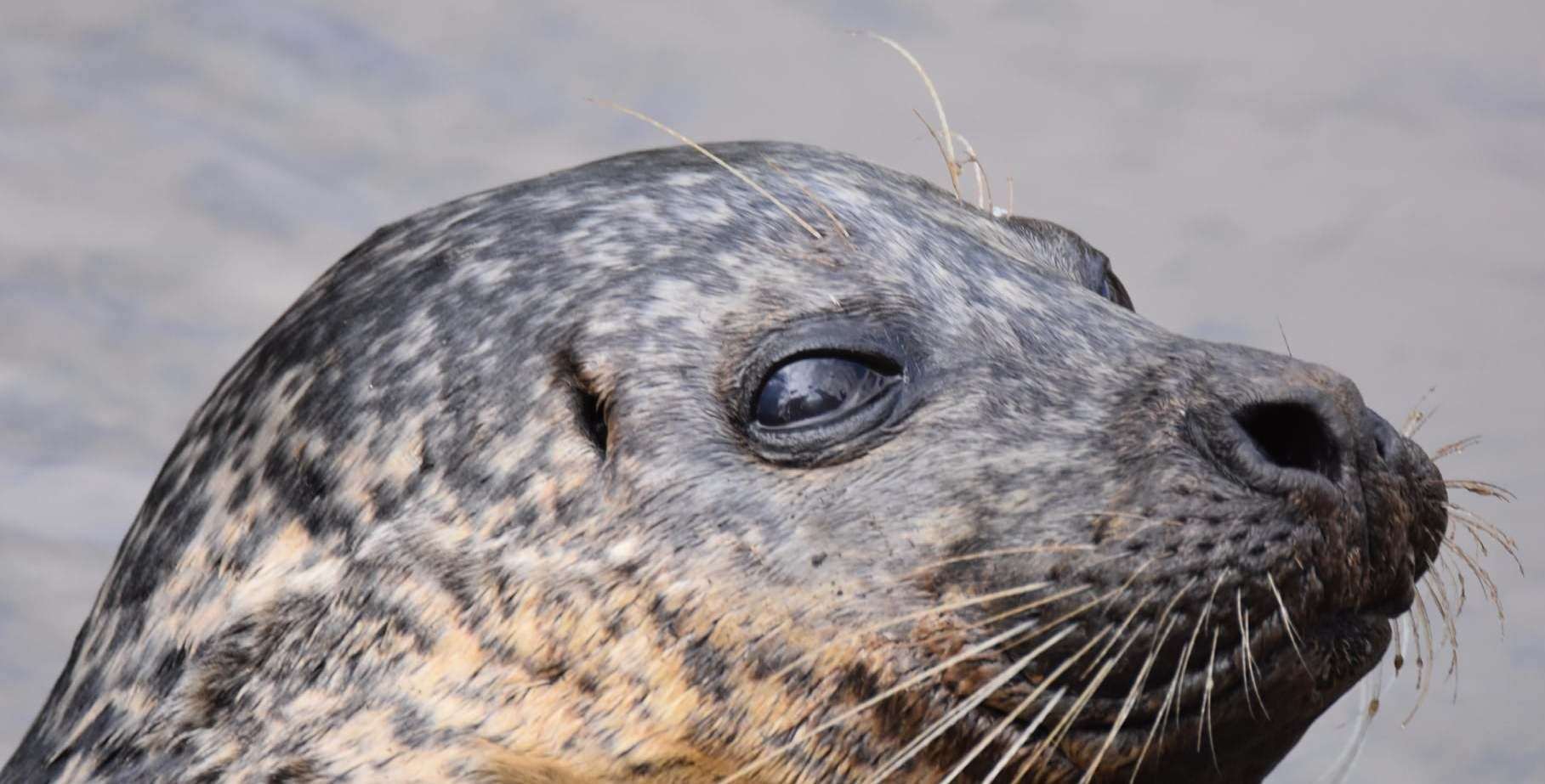 "Bradley" the Seal in the River Medway. Picture: Robert Greenham