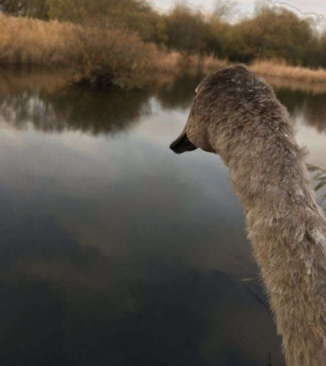 The swan was released safely. Photo: Owen Leyshon