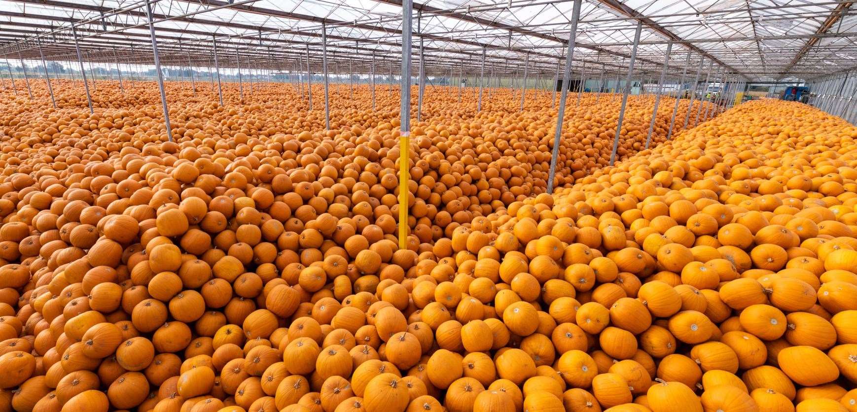 Oakley Farms, based near Wisbech, Cambridgeshire, said the summer heatwave has not affected the harvest (Alan Bennett/Tesco/PA)