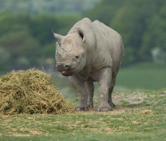 Zambezi on the Port Lympne African Experience (12495253)