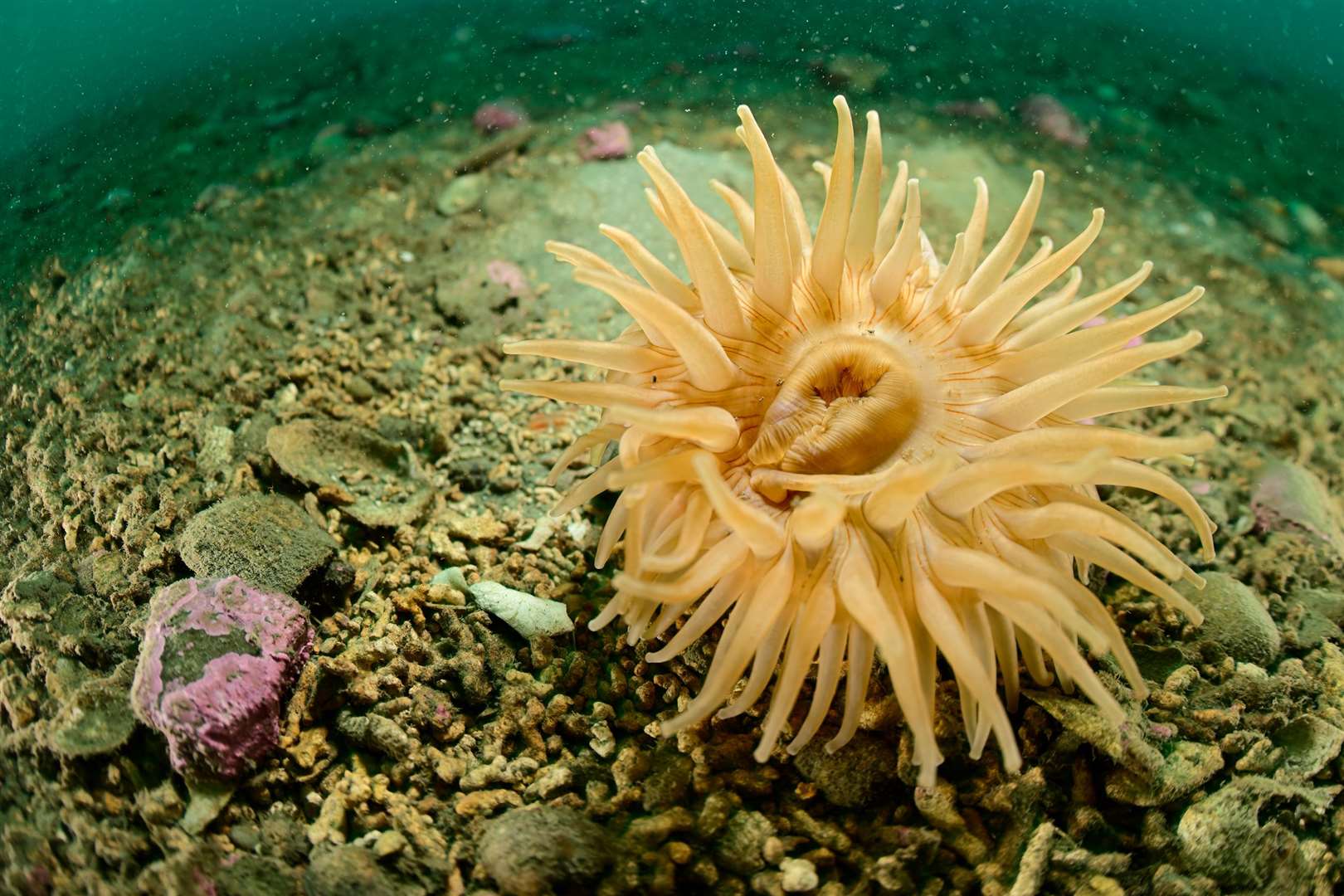 The sea anemone is a large, colourful species found in cold, northern waters (Solvin Zankl / Greenpeace/PA)