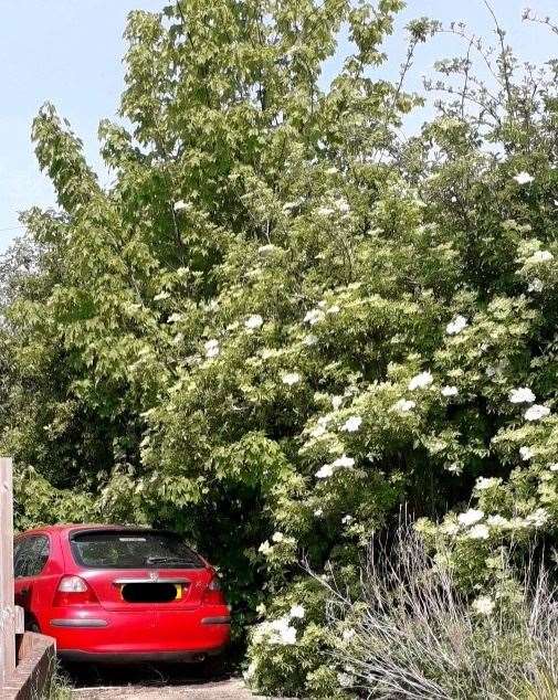 The "overgrown, rat-infested garden" at a property in Prentis Close, Sittingbourne, was cleared by Swale council. Picture: Swale council