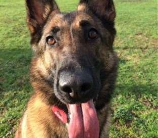 Police dog Bo. Picture: Kent Police