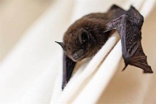 Bats delayed the café work. Picture: Dover District Council