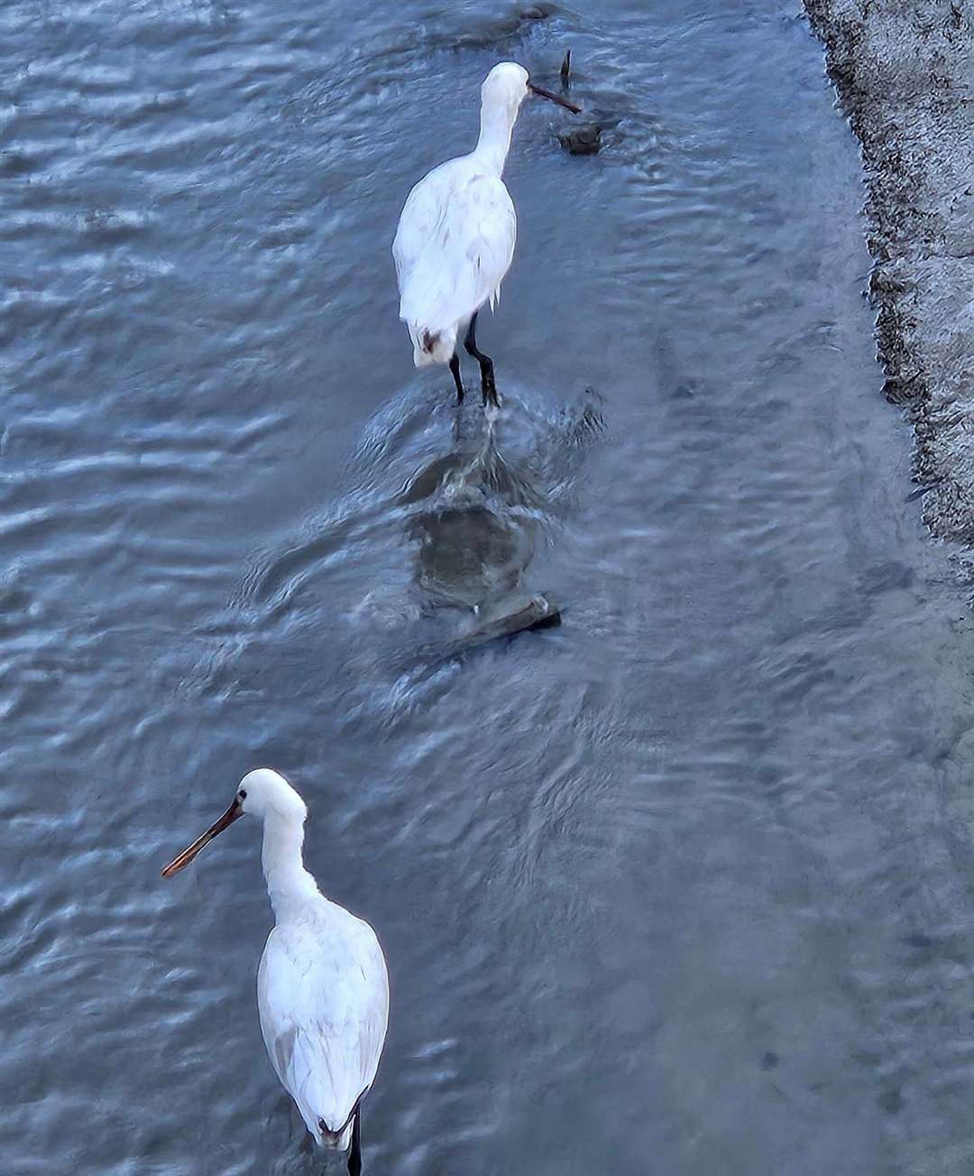 The RSPB estimates there are only currently around 80 wintering Eurasian Spoonbills in the UK. Picture: Jackie Boswell