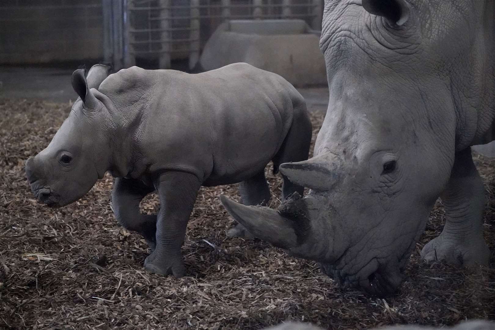 A newborn Southern white rhinoceros takes its first steps alongside mother Nyala at Dublin Zoo (Niall Carson/PA)