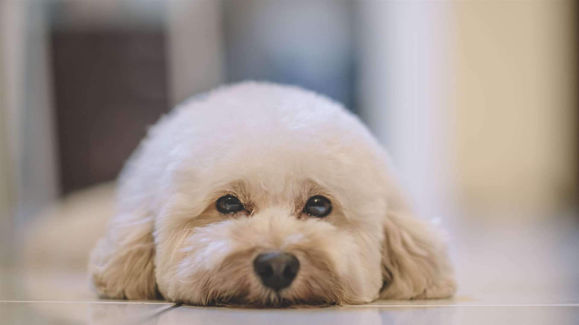 A toy poodle is among the poodle varieties. Image: iStock.