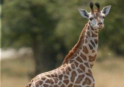 Kianga when she took her first steps out on The African Experience at Port Lympne. Credit: Port Lympne