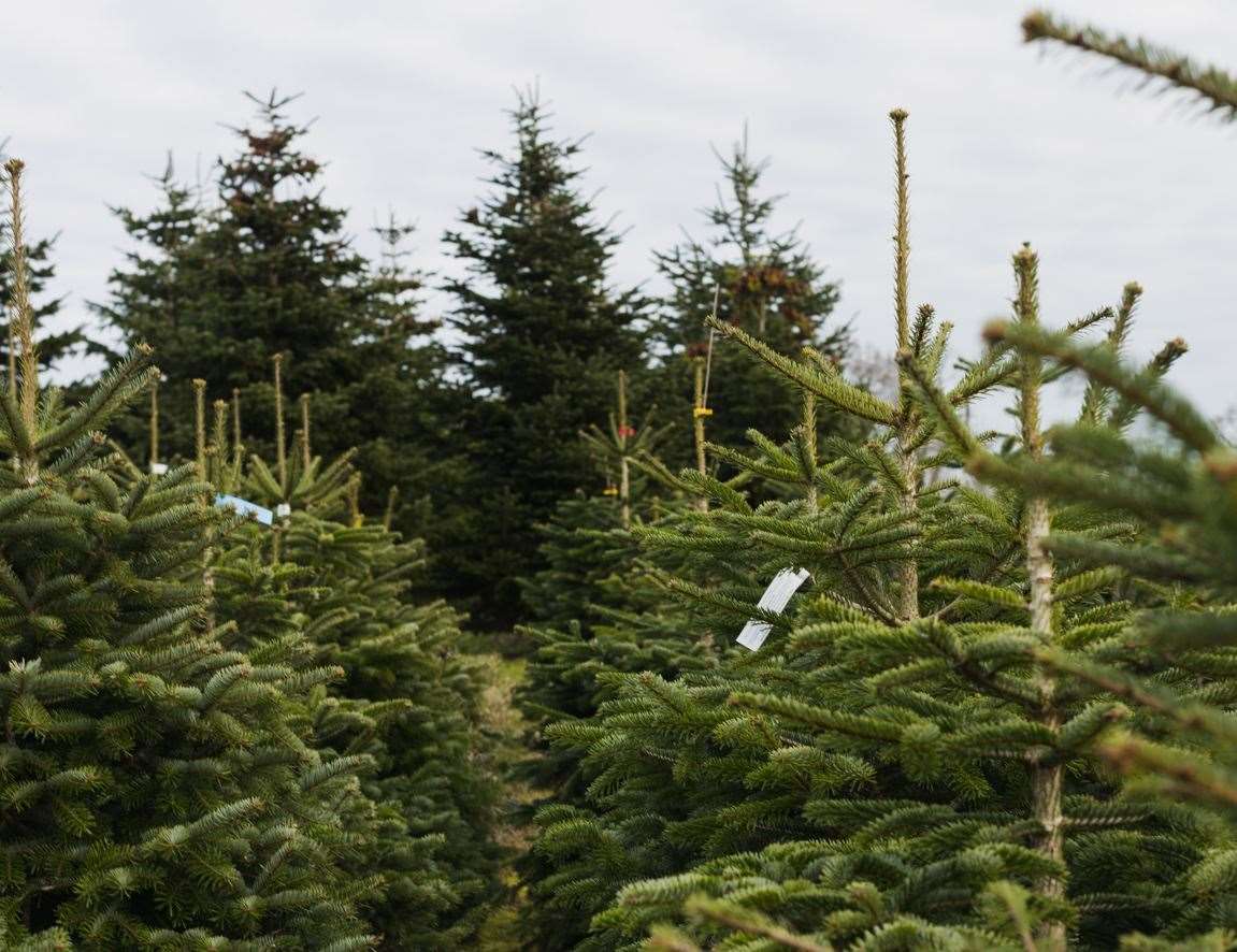 We've got some top tips if you're buying a real Christmas tree this year. Picture: Macknade