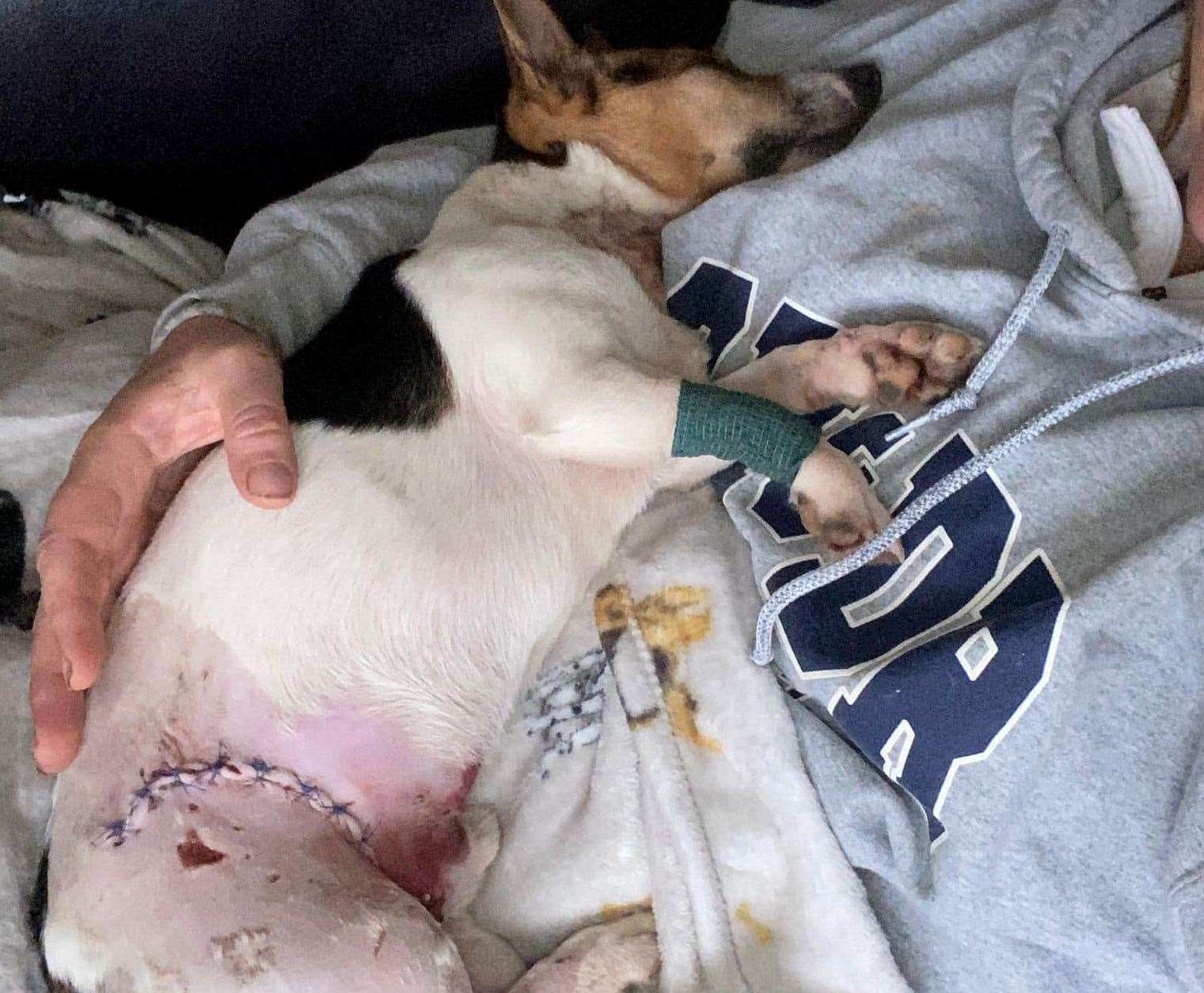 Jacko the Jack Russell was attacked by two "big fluffy dogs" while on a walk in Chartham. Picture: Guardian Angels for Dogs