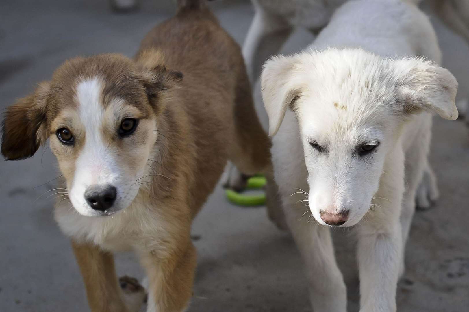 Nowzad staff could be forced to put down the 140 dogs in their care because the Taliban regard the animals as unclean (Ben Birchall/PA)