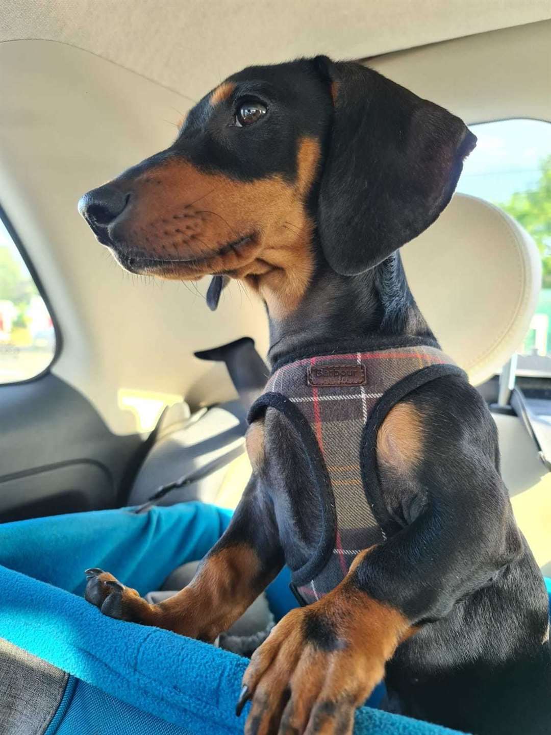 Winston is a six-month-old Dachshund puppy