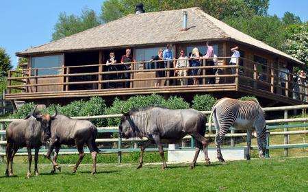 Laapa at the Livingstone Lodge. Picture: The Aspinall Foundation