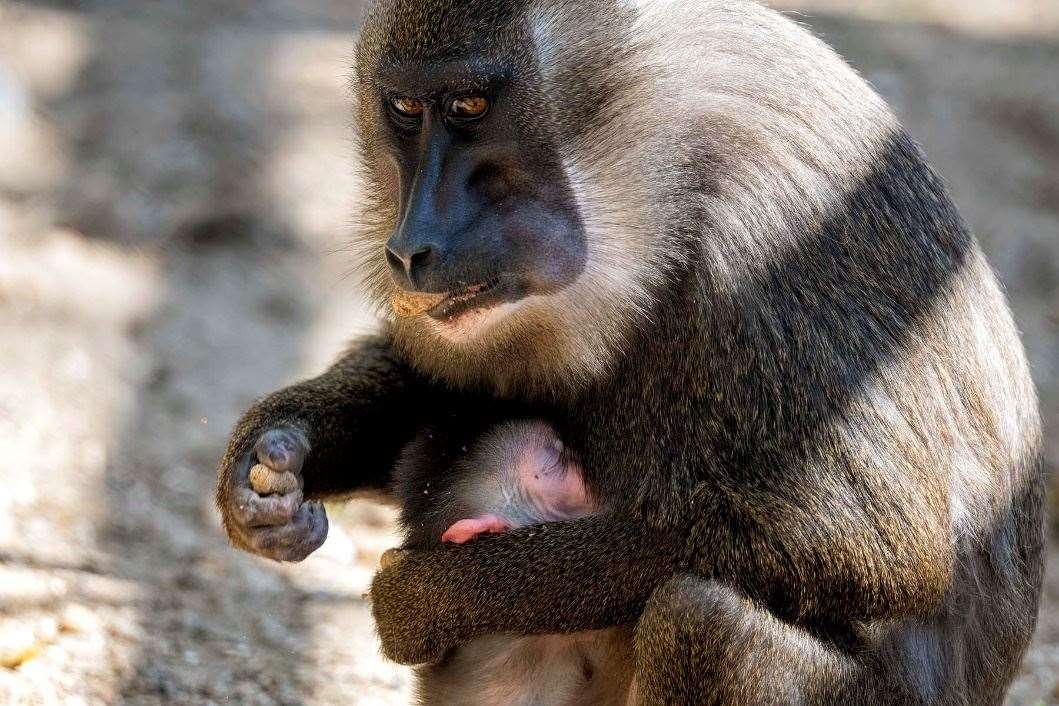 This baby drill monkey was born at Port Lympne last year