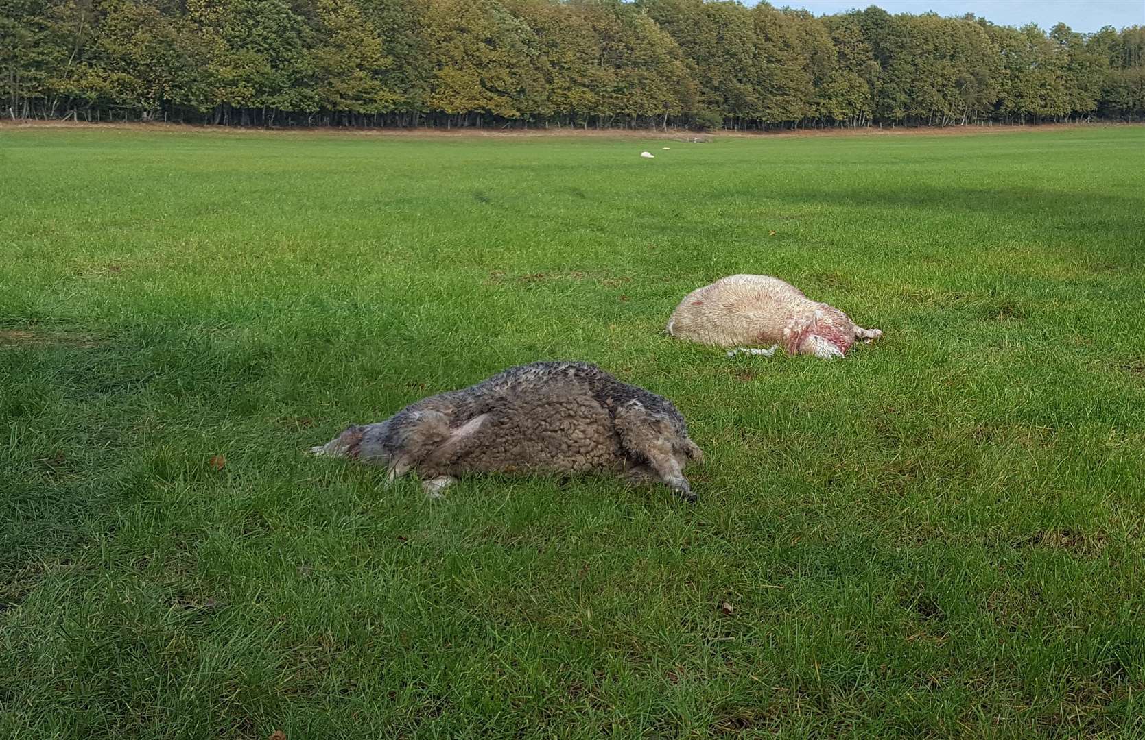 Sheep killed in a field last year