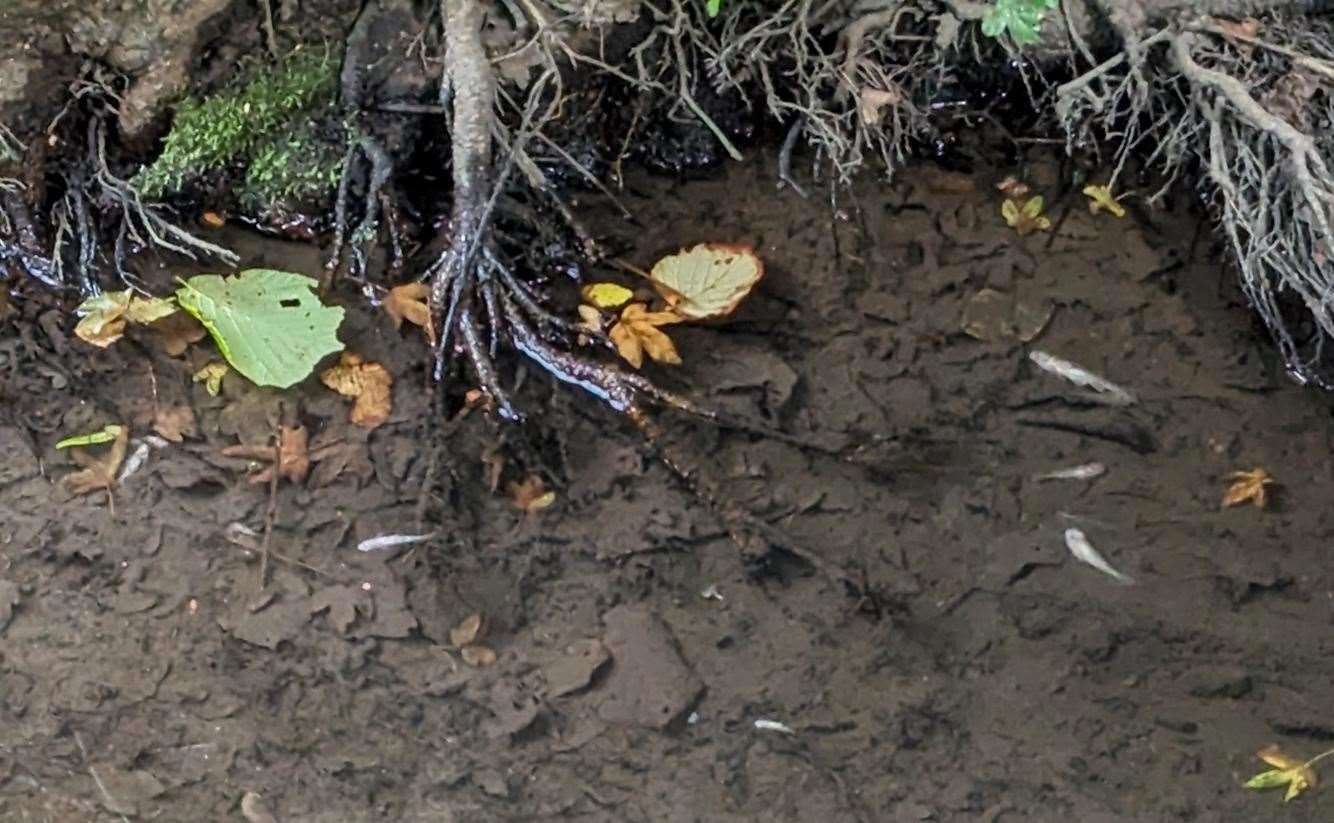 A local resident called the dead fish in the river in Blean "disturbing"