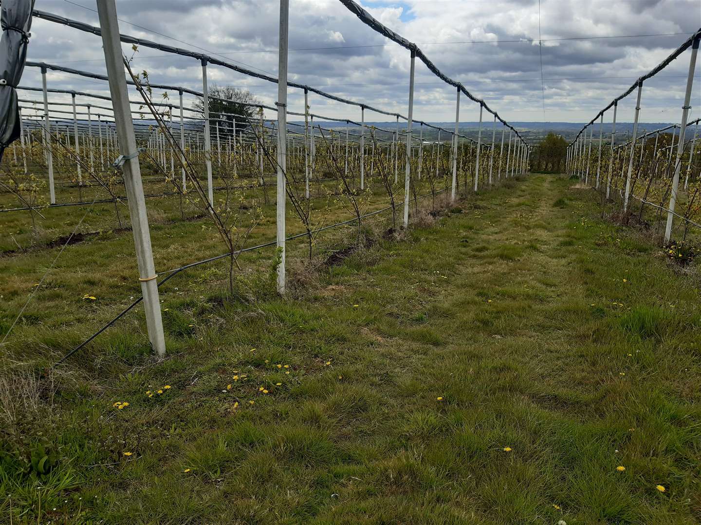 Pristine orchards are out in favour of regenerative farming methods