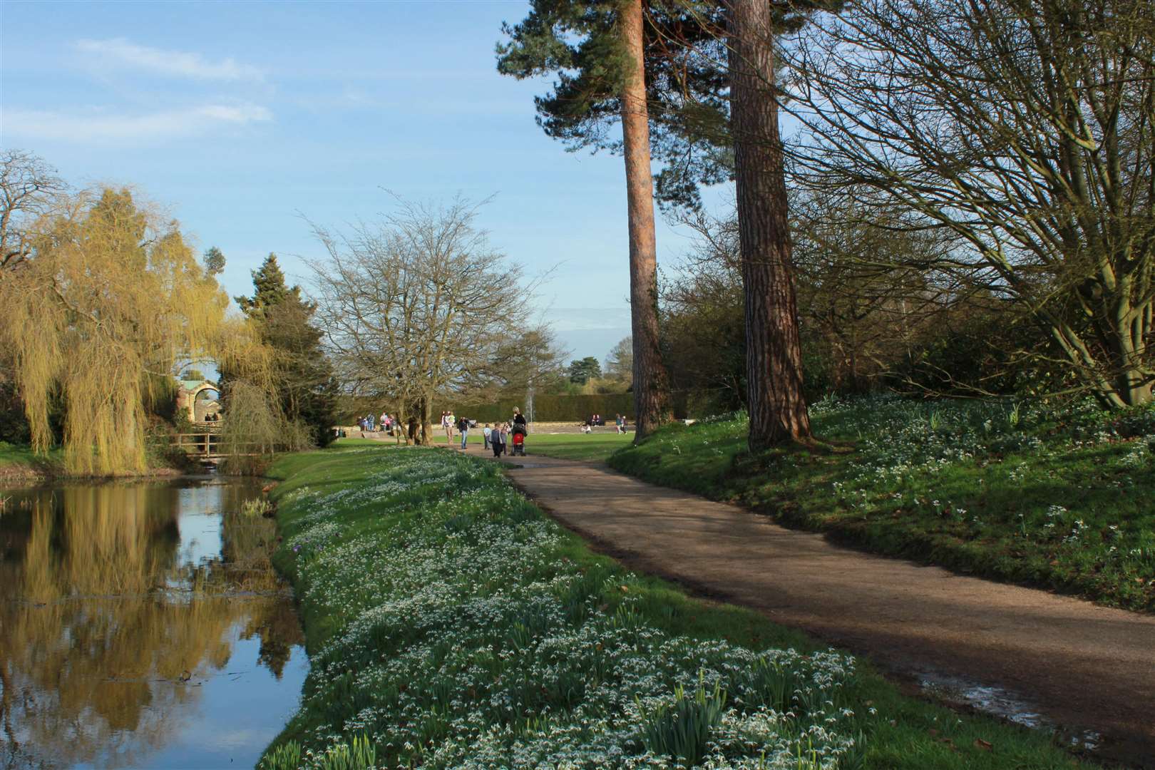 Snowdrops at Hever Castle (7318303)