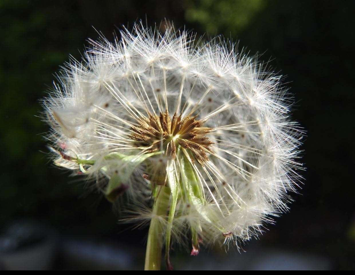 Dandelion seed head. Picture: David Wanostrocht