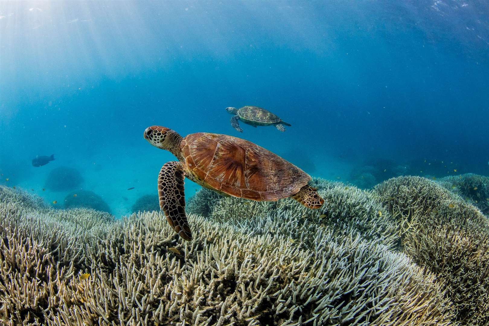 Coral bleaching has occurred on the Southern Great Barrier Reef in 2024 (WWF-AUS/PA)