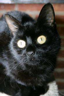 Tilly the cat, who travelled from Essex to Dungeness in a skip