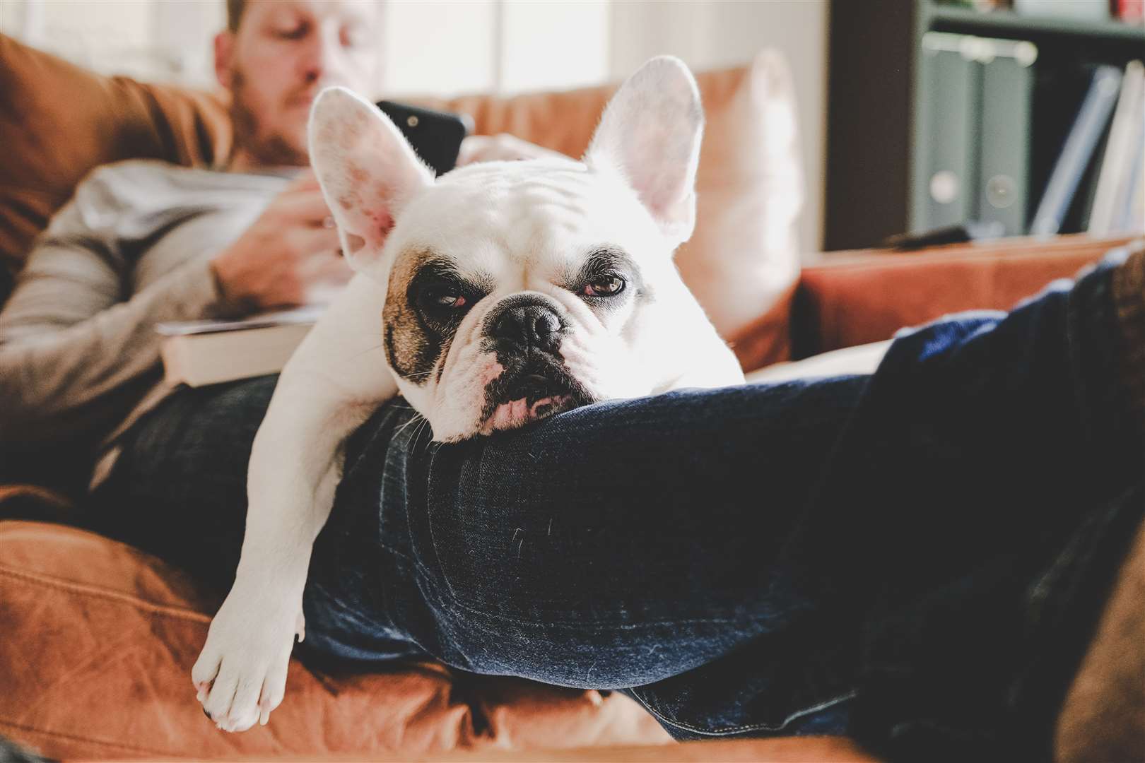 Let your pet rest if they feel too tired for a walk. Stock picture