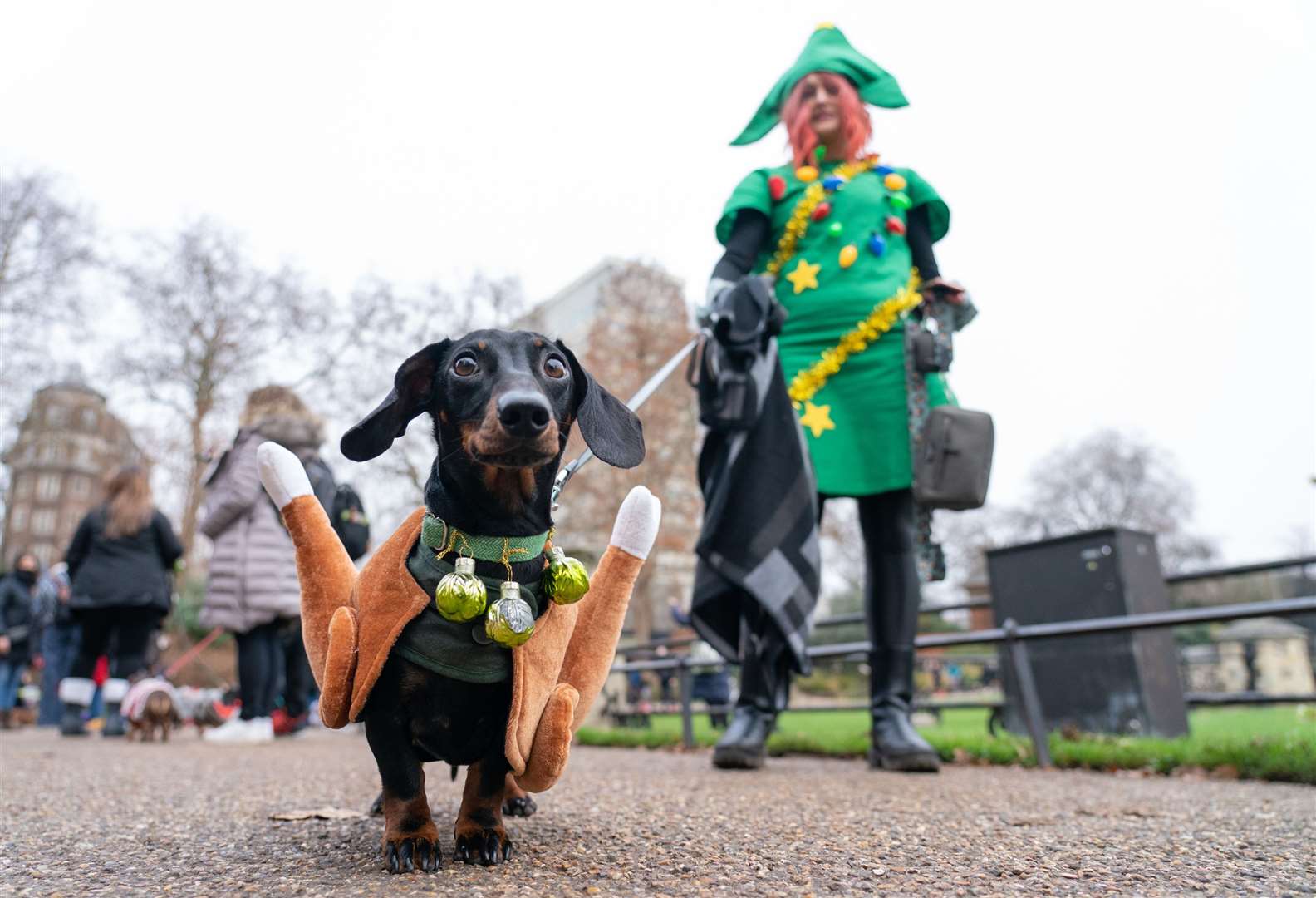 Dachshunds don reindeer ears and turkey legs in annual Hyde Park