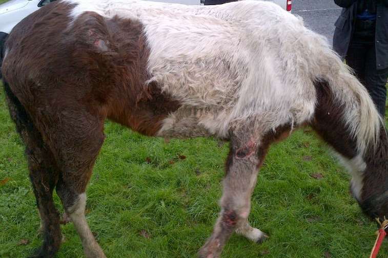 The horse was suffering from terrible injuries and neglect. Picture courtesy of Kent Police