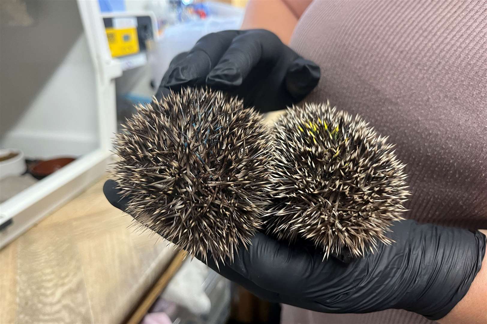 At this time of year, hedgehogs can get injured by garden machinery such as lawnmowers